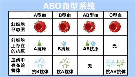 血型查詢+-|血型 ( ABO & Rh )